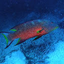 Lyretail grouper