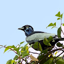 Bare-necked Fruitcrow