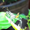 Assassin bug nymph