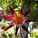 Dahlia