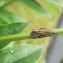 Green Cloverworm Moth