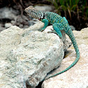 Eastern Collared Lizard
