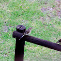 Fiscal Flycatcher