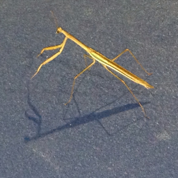 Stick bug? Praying mantis? Project Noah