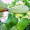 Prickly Pear