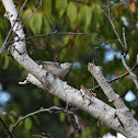 Nuthatch