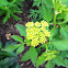 Golden Alexanders