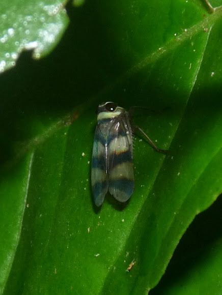Spotting Image 1