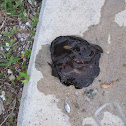 Atlantic Black Sea Hare