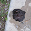 Atlantic Black Sea Hare