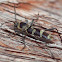 Longicorn Beetle