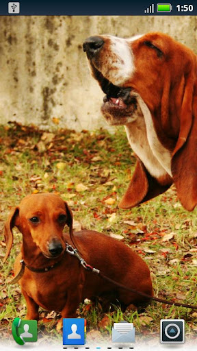 臘腸犬動態壁紙