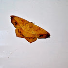 Large Maple Spanworm
