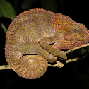 Elephant Ear Chameleon