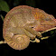 Elephant Ear Chameleon