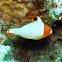 Parrotfish