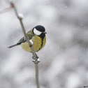 Great tit