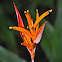 Heliconia