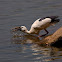 Asian Open Bill Stork