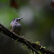 Mosquerito colicorto--Black-capped Pygmy Tyrant