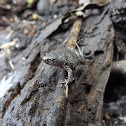 Eastern Narrowmouth Toad