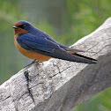 Barn Swallow