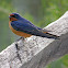 Barn Swallow