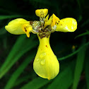 Yellow Walking Irish