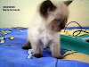 Hermosos Gatitos Persas Pelo Corto