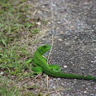 Green Iguana