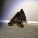 Sundowner Moth