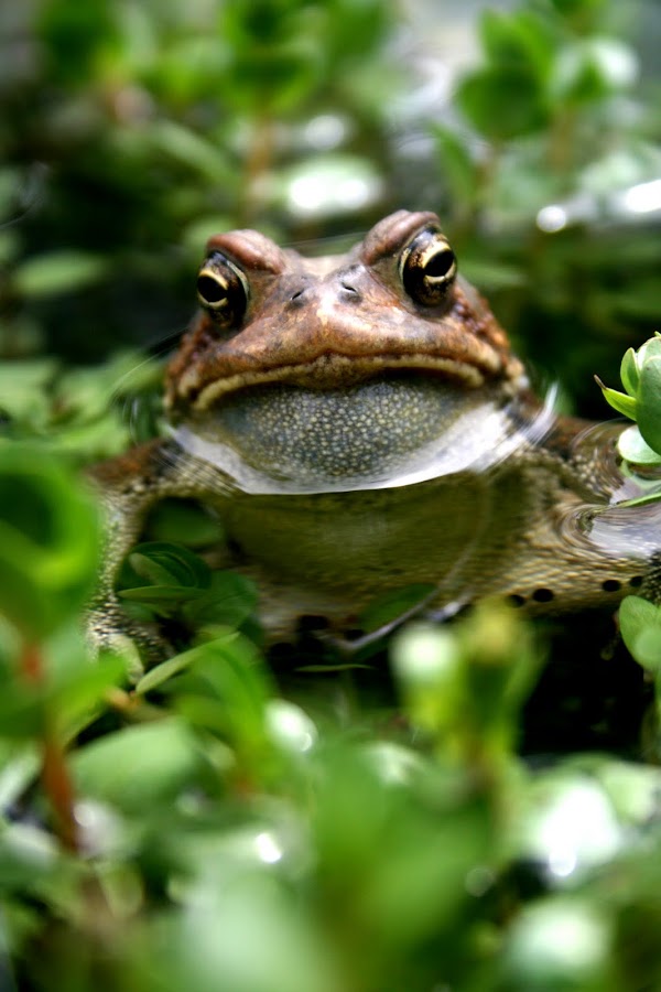 Mother's Favorite by Lady Ashly - Animals Amphibians