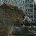 Capybara