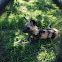 African wild dog