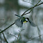 Great Tit