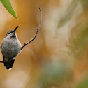Anna's Hummingbird