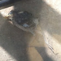 Northern Mockingbird