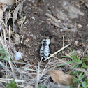 Southwestern Ironclad Beetle
