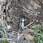 Southwestern Ironclad Beetle