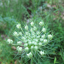 Queen Annes Lace