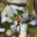 Golden Silk Orbweaver (female)