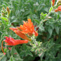 Castilleja sp.