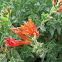 Castilleja sp.