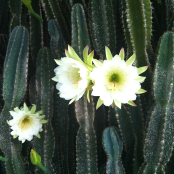 What is a night-blooming cactus?