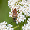 Typocerus velutinus
