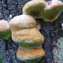 Fungus on tree