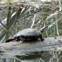 Eastern Painted Turtle