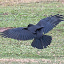 American Crow