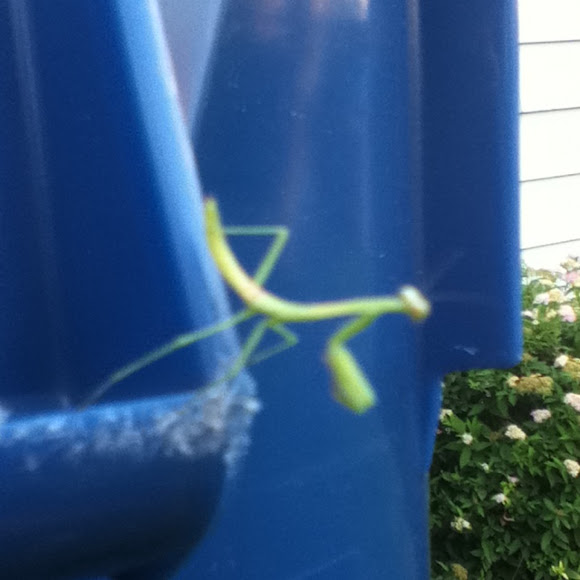 Spotting Image 1