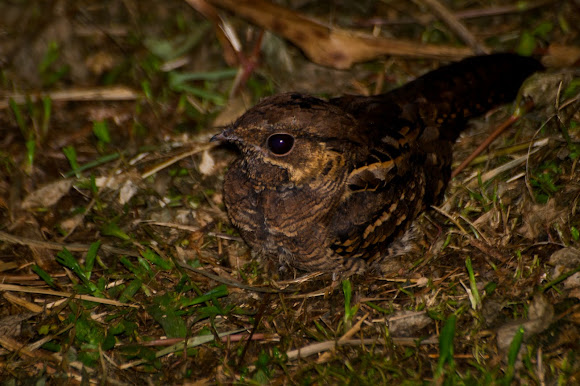 Spotting Image 1